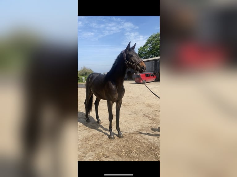 Hanoverian Stallion 2 years 16 hh Brown in Cornwall