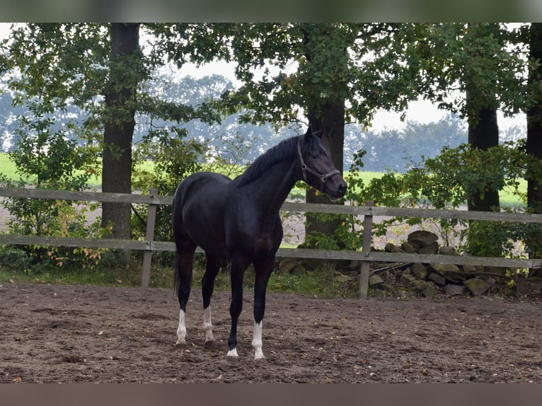 Hanoverian Stallion 2 years 16 hh Brown in Borgholzhausen