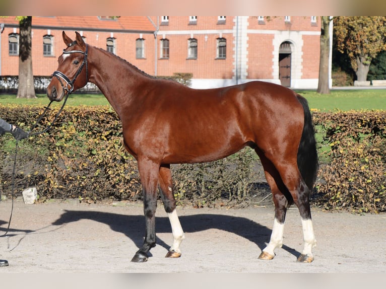 Hanoverian Stallion 2 years 16 hh Brown in Celle