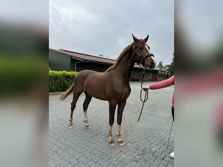 Hanoverian Stallion 2 years 16 hh Chestnut in Nordhorn