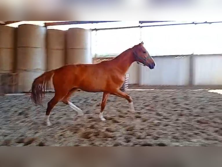 Hanoverian Stallion 2 years 16 hh Chestnut-Red in Balge