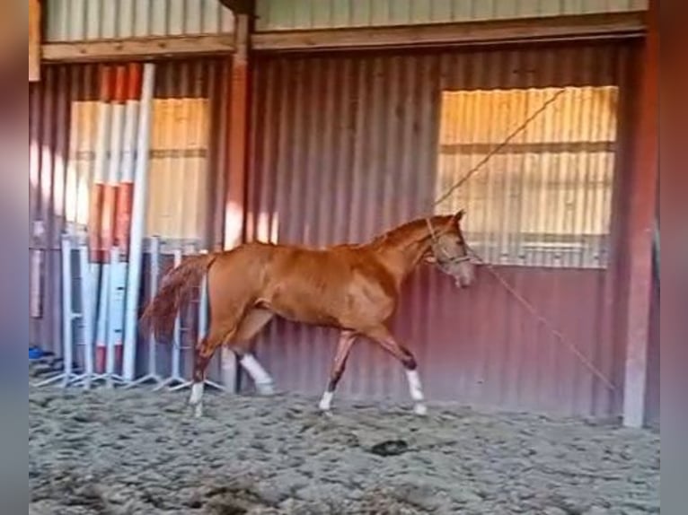 Hanoverian Stallion 2 years 16 hh Chestnut-Red in Balge