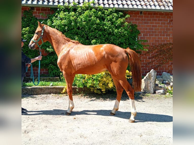 Hanoverian Stallion 2 years 16 hh Chestnut-Red in Balge