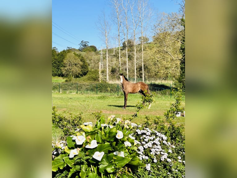 Hanoverian Stallion 2 years 16 hh Chestnut-Red in Puente Aguero