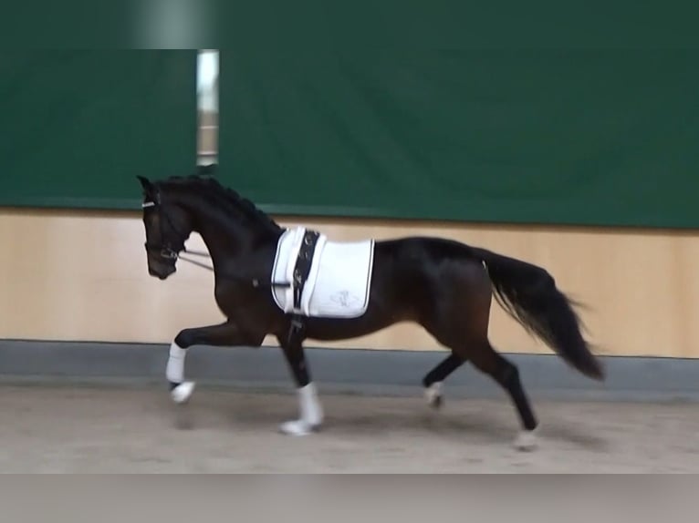 Hanoverian Stallion 2 years 16 hh Smoky-Black in Kutenholz