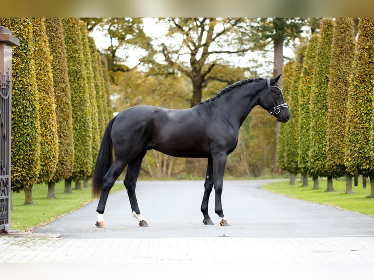 Hanoverian Stallion 2 years 16,1 hh Black in Westerkappeln