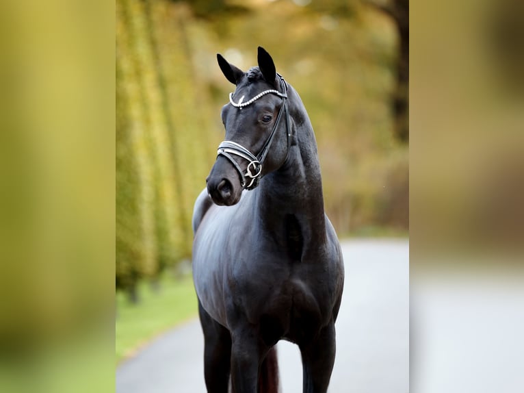 Hanoverian Stallion 2 years 16,1 hh Black in Westerkappeln