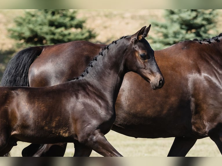 Hanoverian Stallion 2 years 16,1 hh Black in Chwarstnica