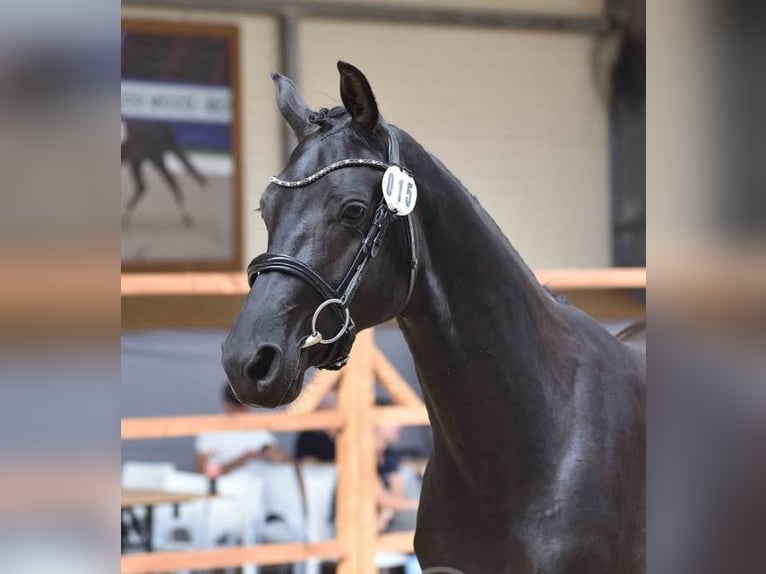Hanoverian Stallion 2 years 16,1 hh Black in Chwarstnica