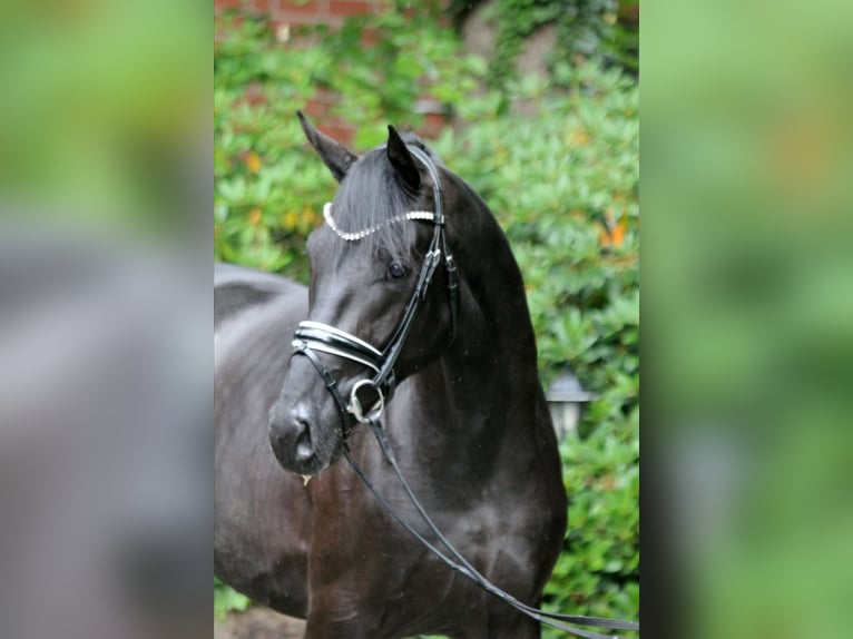 Hanoverian Stallion 2 years 16,1 hh Black in Kutenholz