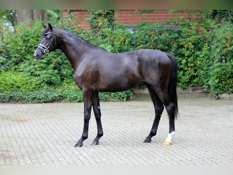 Hanoverian Stallion 2 years 16,1 hh Black in Kutenholz