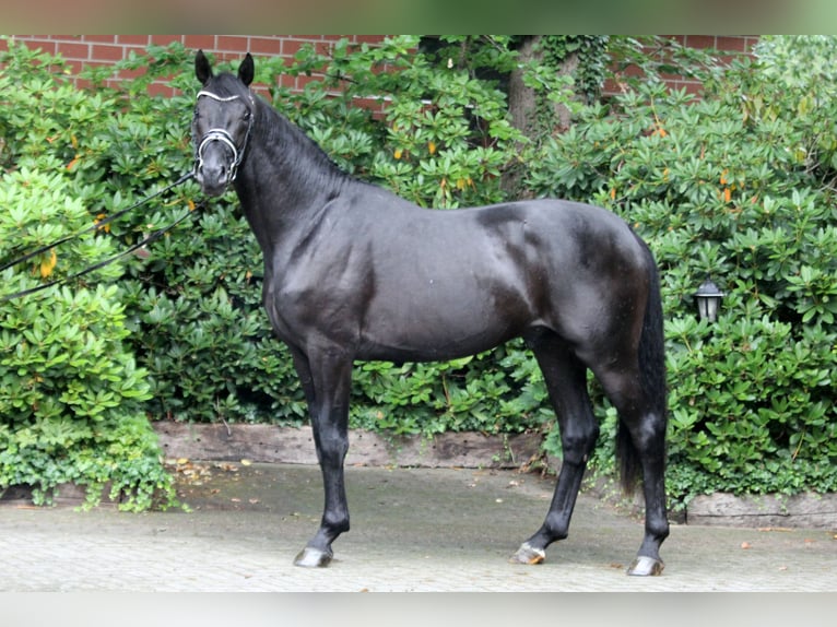 Hanoverian Stallion 2 years 16,1 hh Black in Kutenholz