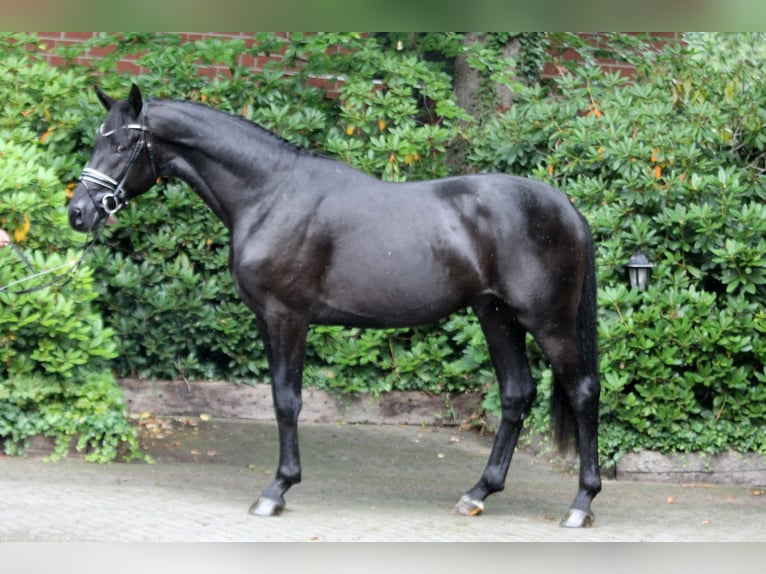 Hanoverian Stallion 2 years 16,1 hh Black in Kutenholz
