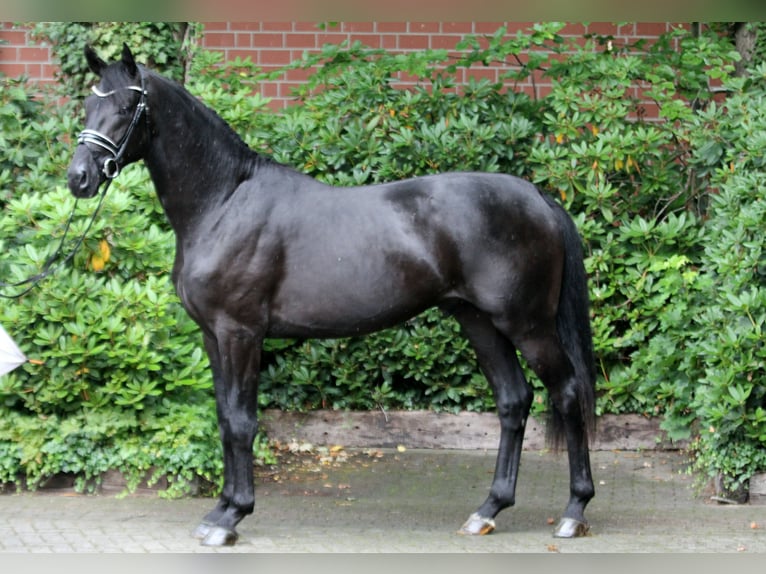 Hanoverian Stallion 2 years 16,1 hh Black in Kutenholz