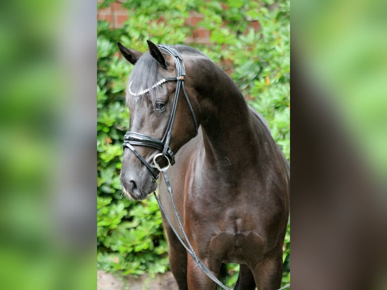 Hanoverian Stallion 2 years 16,1 hh Black in Kutenholz