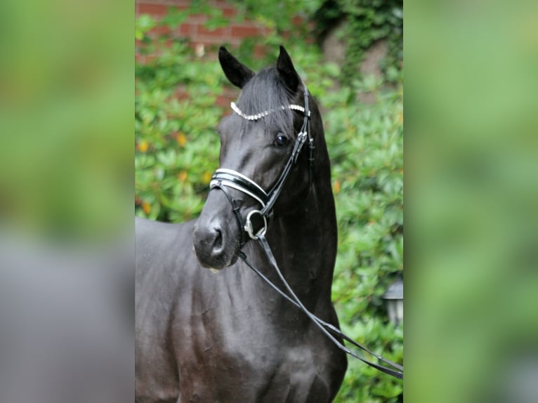 Hanoverian Stallion 2 years 16,1 hh Black in Kutenholz