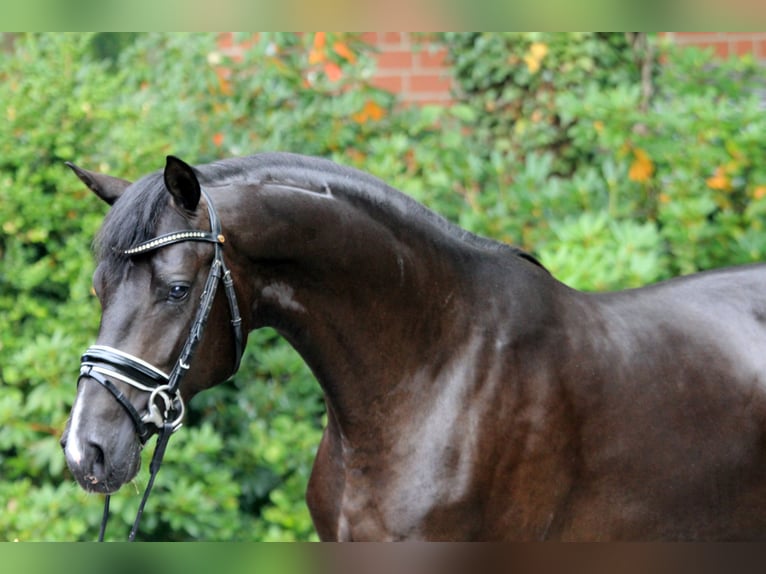 Hanoverian Stallion 2 years 16,1 hh Black in Kutenholz