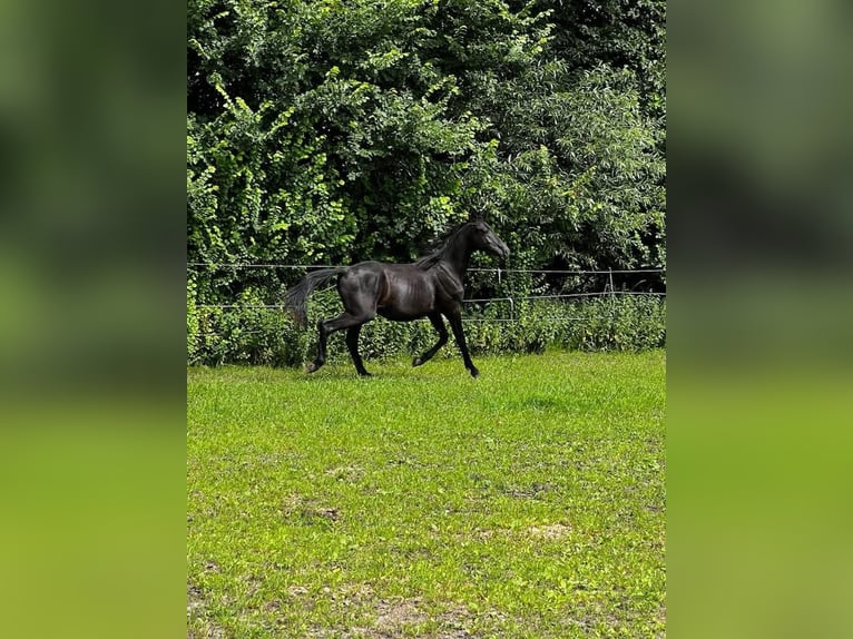 Hanoverian Stallion 2 years 16,1 hh Black in Gro&#xDF;heide Berumerfehn