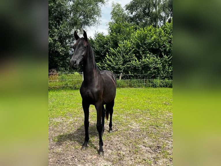 Hanoverian Stallion 2 years 16,1 hh Black in Gro&#xDF;heide Berumerfehn