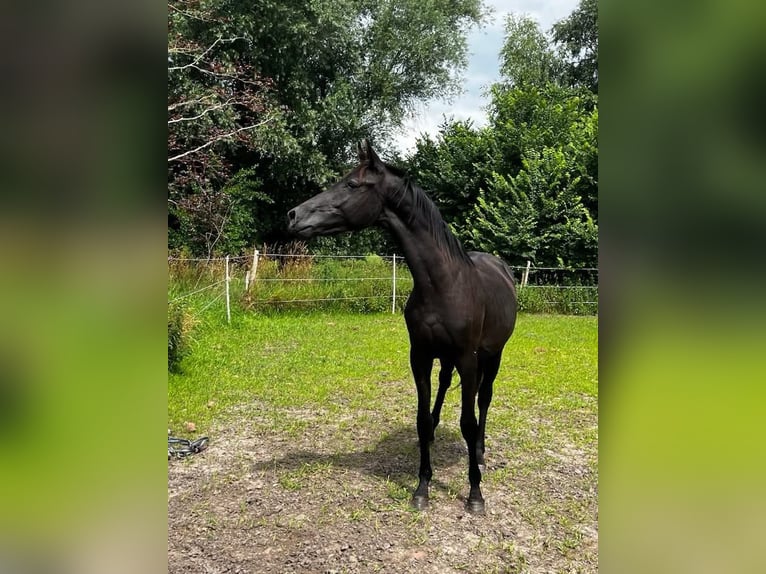 Hanoverian Stallion 2 years 16,1 hh Black in Gro&#xDF;heide Berumerfehn