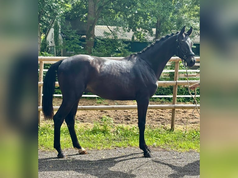 Hanoverian Stallion 2 years 16,1 hh Black in K&#xF6;lln Reisiek