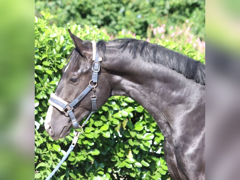 Hanoverian Stallion 2 years 16,1 hh Black in Selsingen