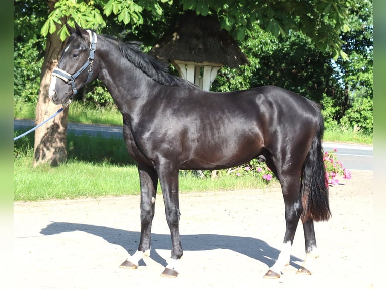 Hanoverian Stallion 2 years 16,1 hh Black in Selsingen