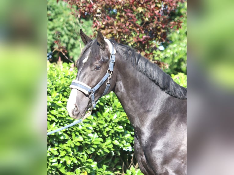 Hanoverian Stallion 2 years 16,1 hh Black in Selsingen