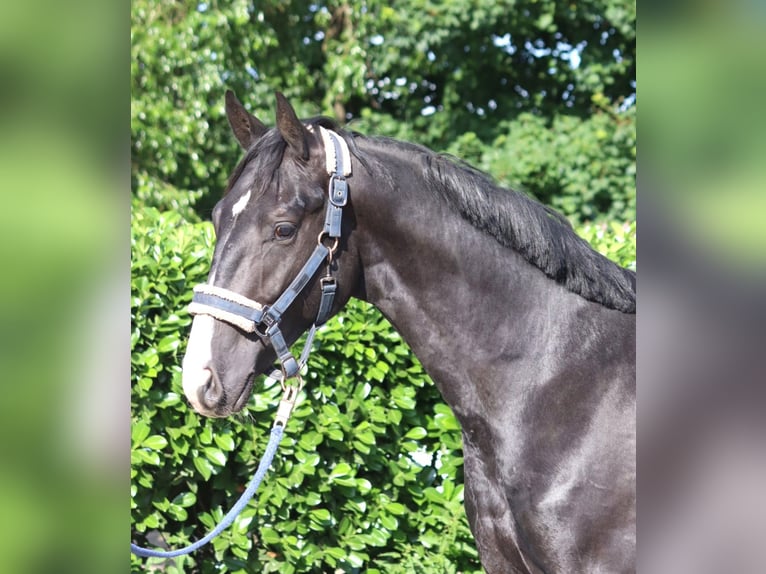 Hanoverian Stallion 2 years 16,1 hh Black in Selsingen