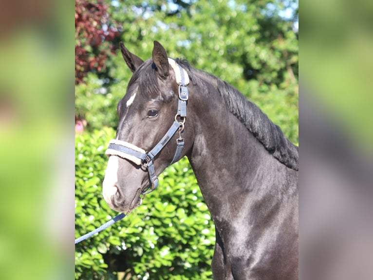 Hanoverian Stallion 2 years 16,1 hh Black in Selsingen