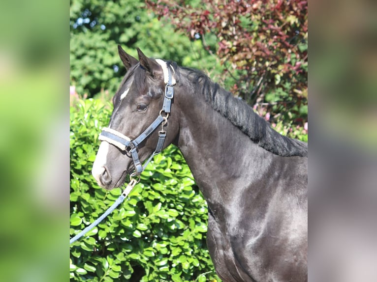 Hanoverian Stallion 2 years 16,1 hh Black in Selsingen