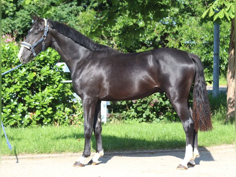 Hanoverian Stallion 2 years 16,1 hh Black in Selsingen