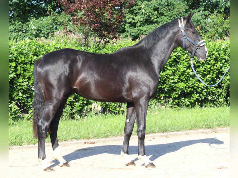 Hanoverian Stallion 2 years 16,1 hh Black in Selsingen