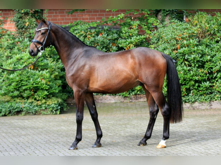 Hanoverian Stallion 2 years 16,1 hh Brown in Kutenholz