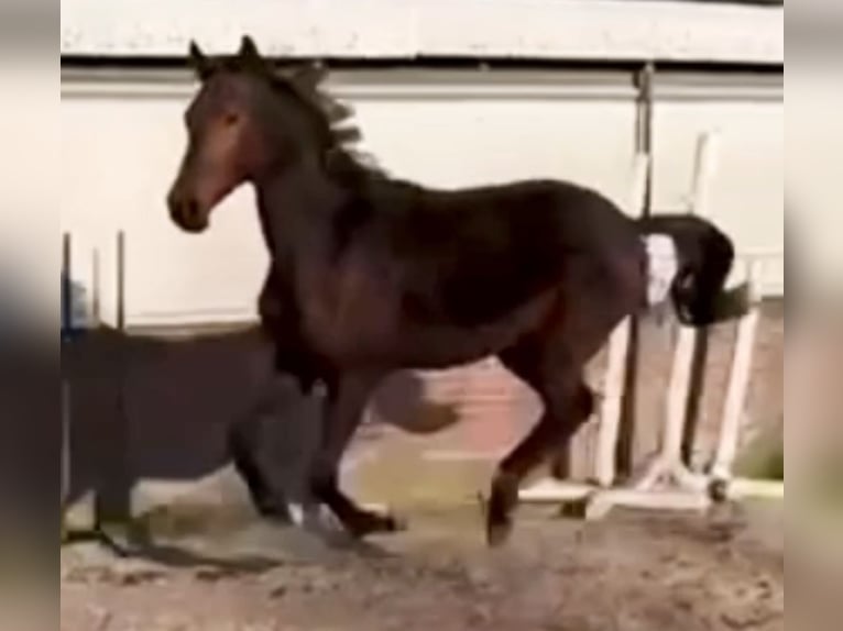 Hanoverian Stallion 2 years 16,1 hh Brown in Vechta