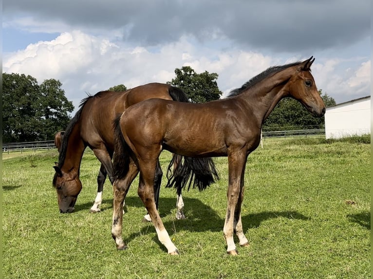 Hanoverian Stallion 2 years 16,1 hh Brown in Vechta