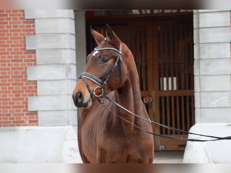 Hanoverian Stallion 2 years 16,1 hh Brown in Celle