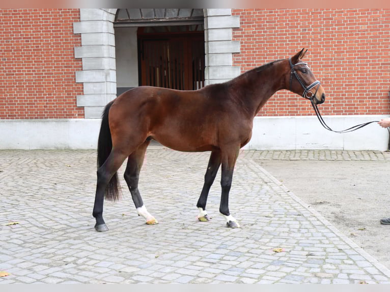 Hanoverian Stallion 2 years 16,1 hh Brown in Celle