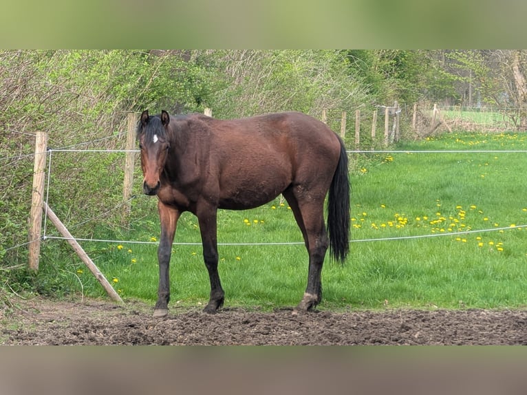 Hanoverian Stallion 2 years 16,1 hh Brown in Vi&#xF6;l