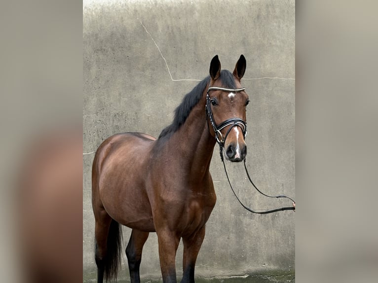 Hanoverian Stallion 2 years 16,1 hh Brown in Neuhaus an der Oste Hanoverian Stallion 2 years 16,1 hh Brown in Neuhaus an der Oste