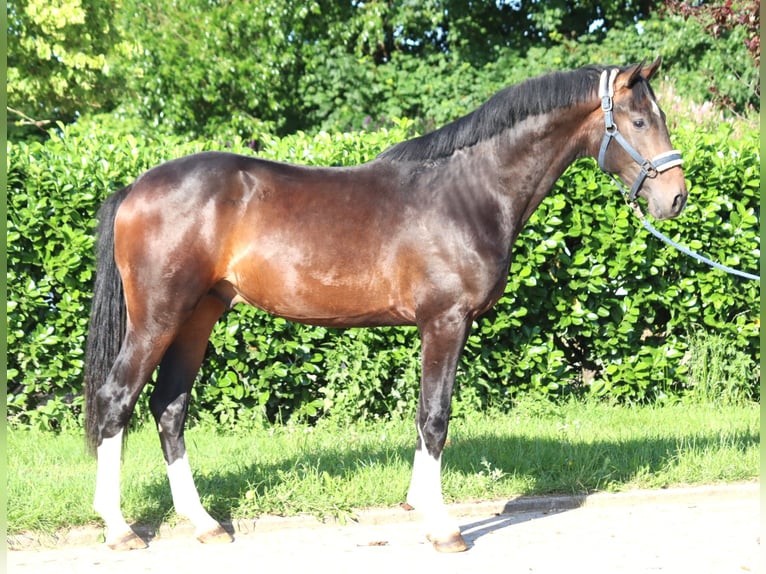 Hanoverian Stallion 2 years 16,1 hh Brown in Selsingen