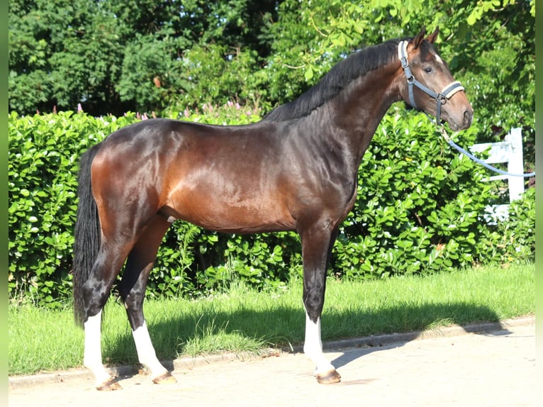 Hanoverian Stallion 2 years 16,1 hh Brown in Selsingen
