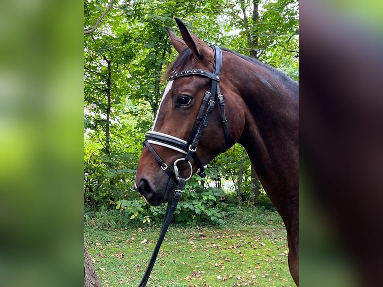 Hanoverian Stallion 2 years 16,1 hh Brown in M&#xFC;den (Aller)