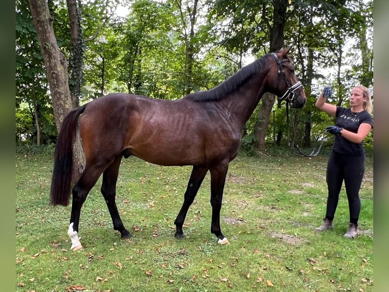 Hanoverian Stallion 2 years 16,1 hh Brown in M&#xFC;den (Aller)