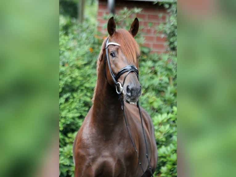 Hanoverian Stallion 2 years 16,1 hh Chestnut in Kutenholz