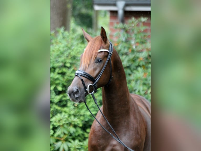 Hanoverian Stallion 2 years 16,1 hh Chestnut in Kutenholz
