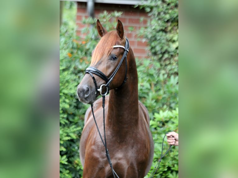 Hanoverian Stallion 2 years 16,1 hh Chestnut in Kutenholz