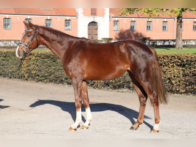Hanoverian Stallion 2 years 16,1 hh Chestnut-Red in Celle
