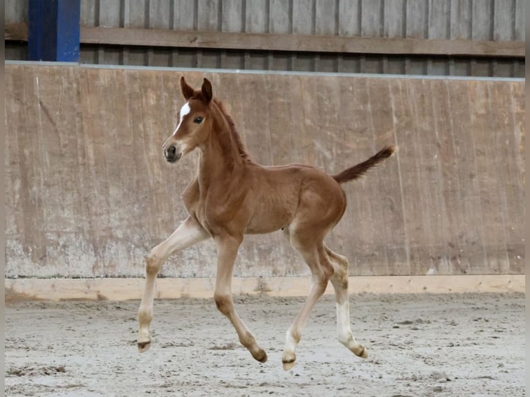 Hanoverian Stallion 2 years 16,1 hh Chestnut-Red in Bad Oldesloe