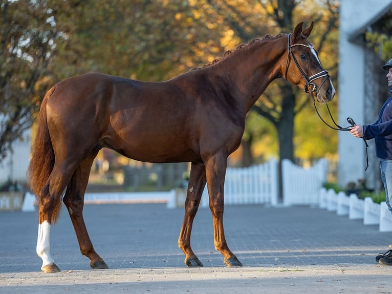 Hanoverian Stallion 2 years 16,1 hh Chestnut-Red in Redefin